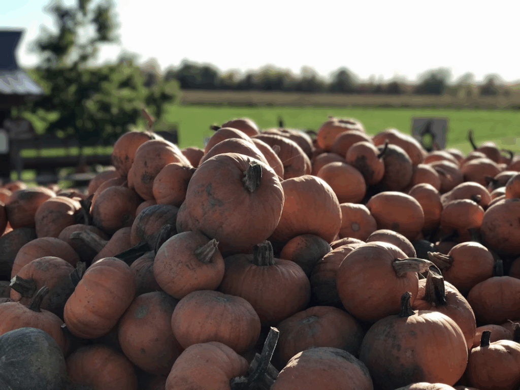 a-large-pile-of-pumpkins-in-a-field