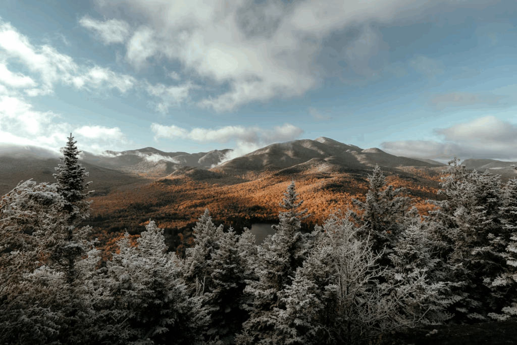 landscape with trees and mountains