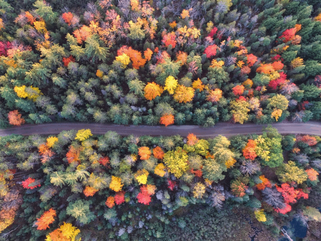 aerial-photography-of-gray-concrete-road-between-assorted-color-trees