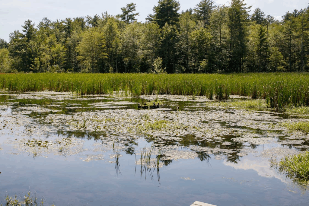Peaceful marshland landscape in Northampton, Massachusetts

