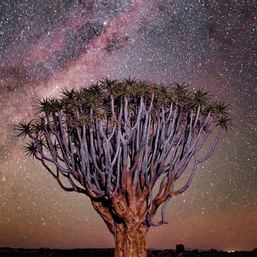 Namib Desert, Namibia