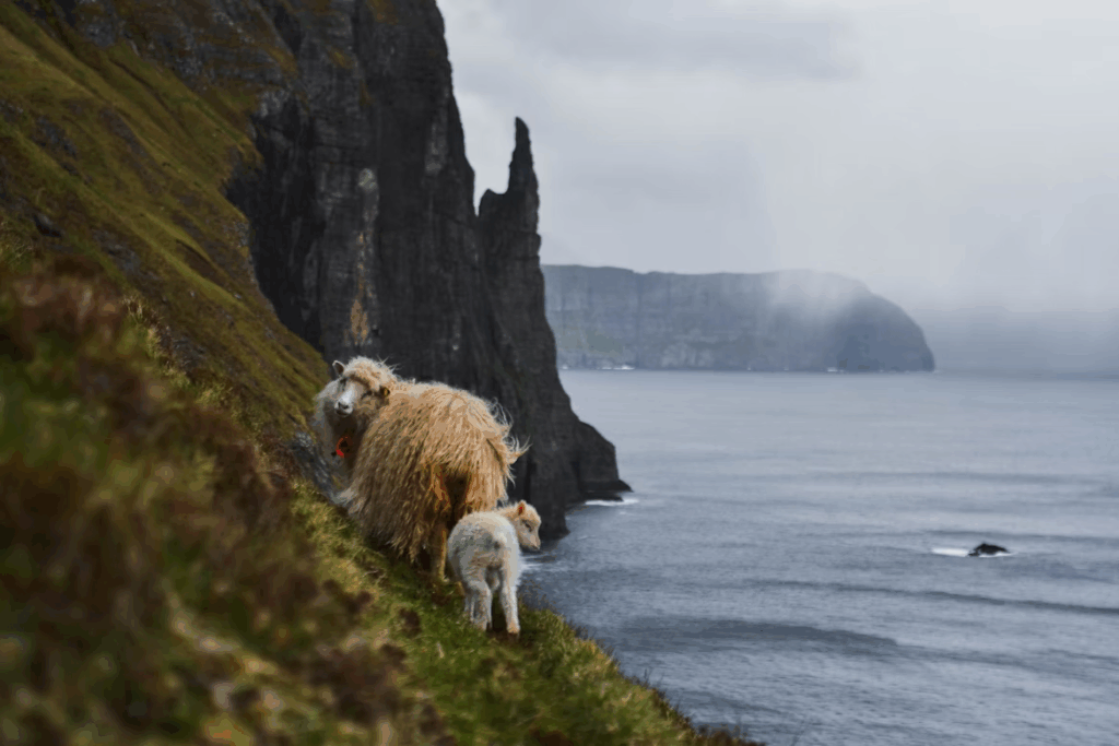 10 stunning Facts Why Faroe Islands Are a Dream Photo Spot 6 white-sheep-on-green-grass-field-near-body-of-water-during-daytime