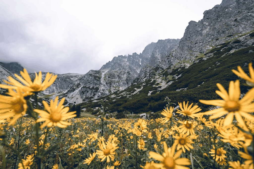 Yellow-petaled flower field in the High Tatras, Vysoké Tatry, Slovakia
