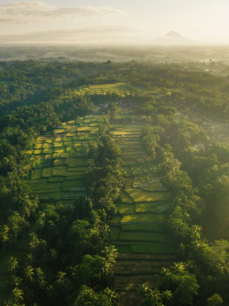 Categories 1 aerial view of nature ricefield